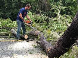 How Our Tree Care Process Works  in  Mystic Island, NJ